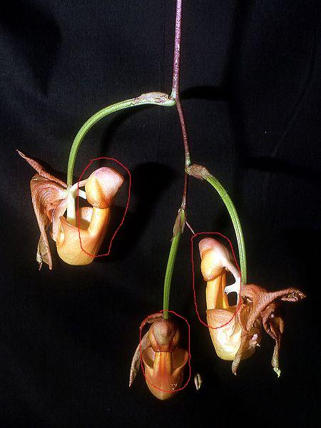 Coryanthes_mastersiana.jpg