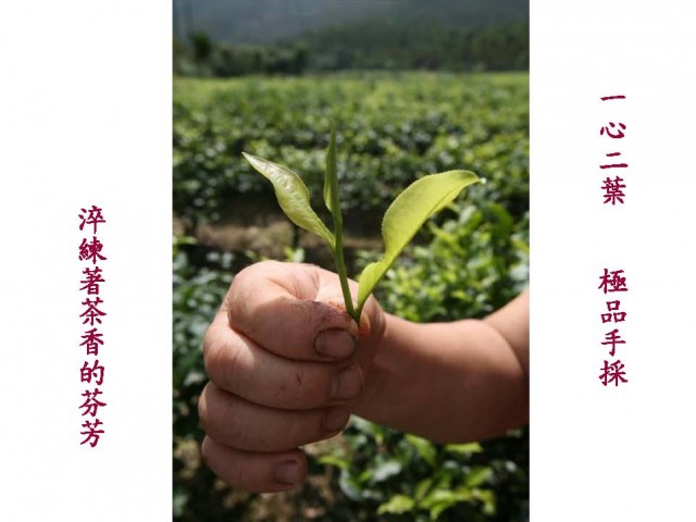 2010素樸之村紅茶夢_頁面_12.jpg