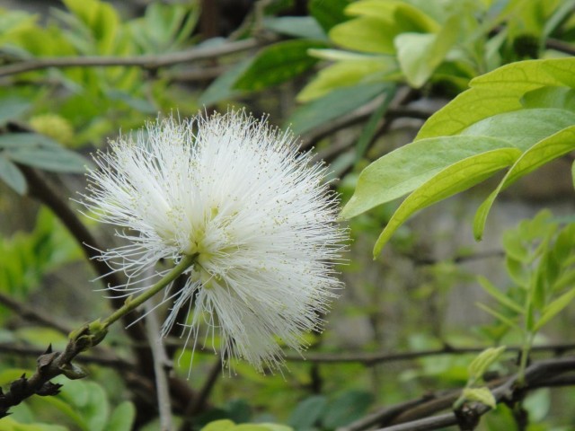 白粉撲花