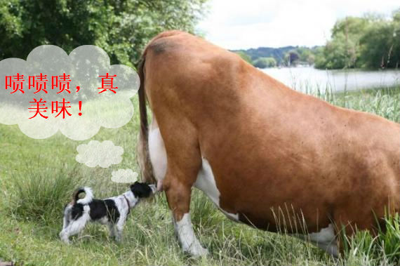 喝牛奶.jpg