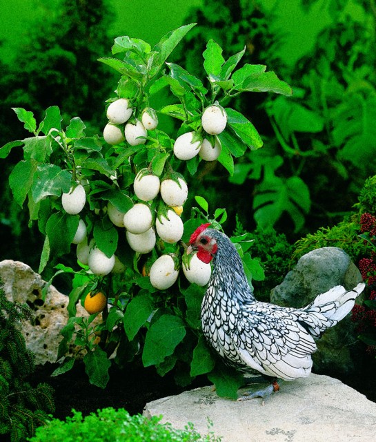 egg shaped eggplant.jpg