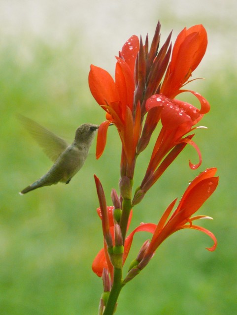 hummingbird on canna.jpg