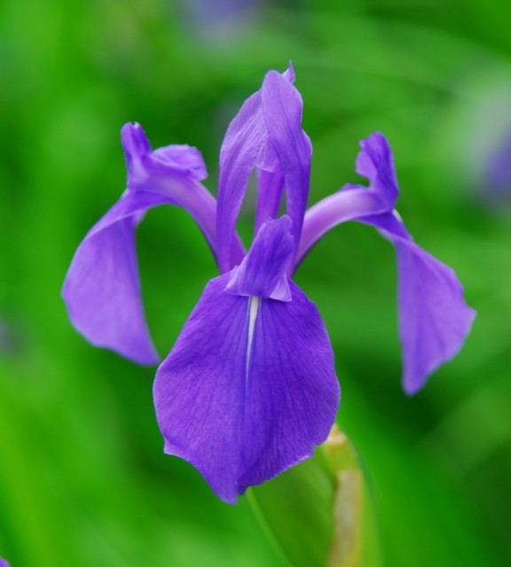 Iris laevigata<br />  Rabbitear Iris or kakitsubata