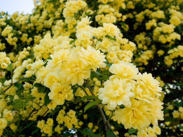 Lady Banks Yellow Rose.jpg