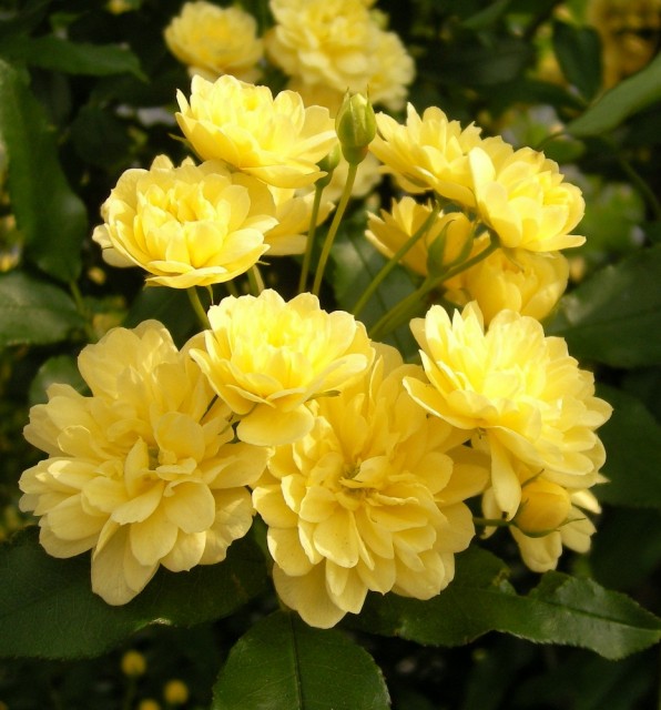 Rosa banksiae 'Lutea'Yellow Lady Bank Rose　.jpg