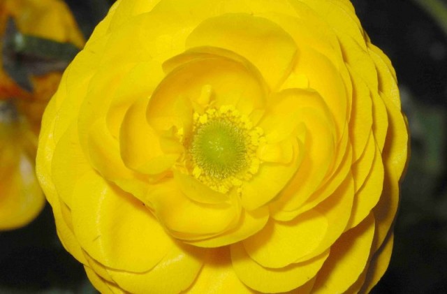 Ranunculus yellow2.jpg