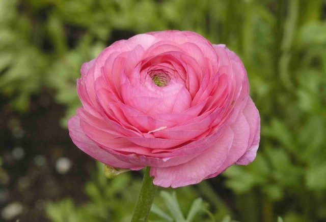 Ranunculus pink 2.jpg