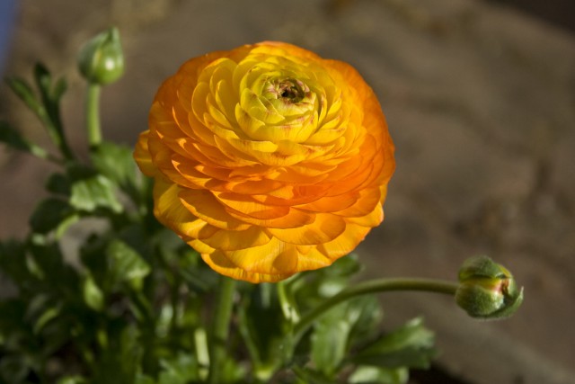Ranunculus orange yellow.jpg