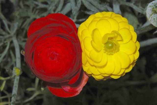 Ranunculus red and yellow.jpg