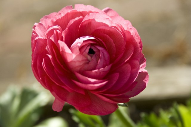 Ranunculus pink.jpg