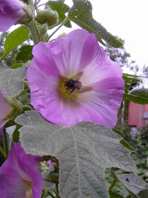 hollyhock and bumblebee.jpg