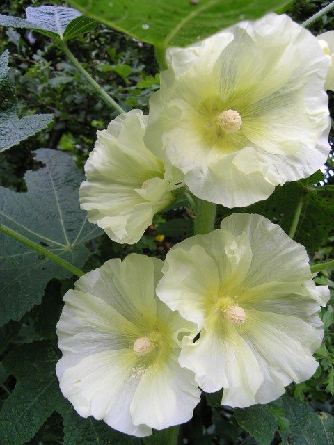 hollyhock yellow.jpg