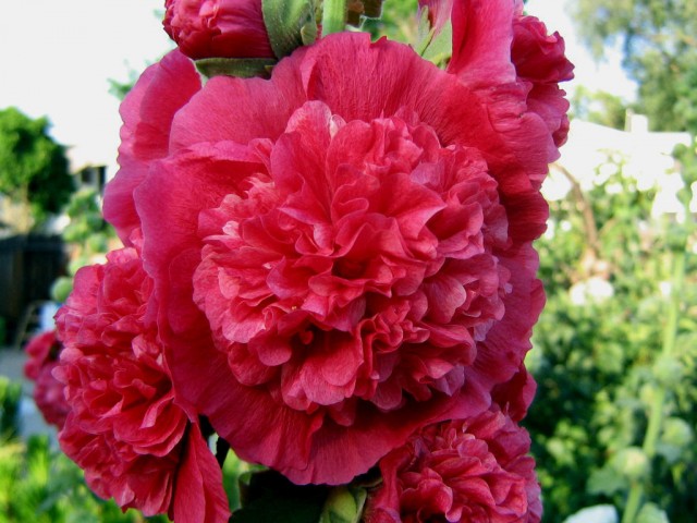 red Hollyhock.jpg