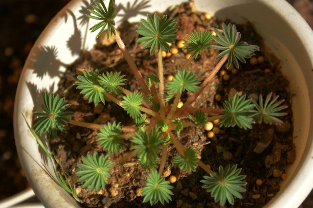 oxalis palmifrons棕櫚葉酢漿草.jpg