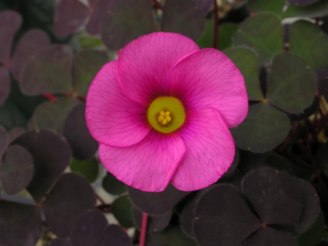 oxalis purpurea Garnet.jpg