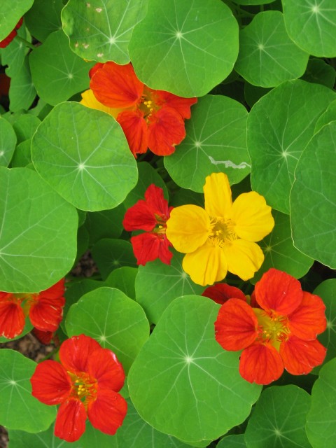 Tropaeolum majus2.jpg