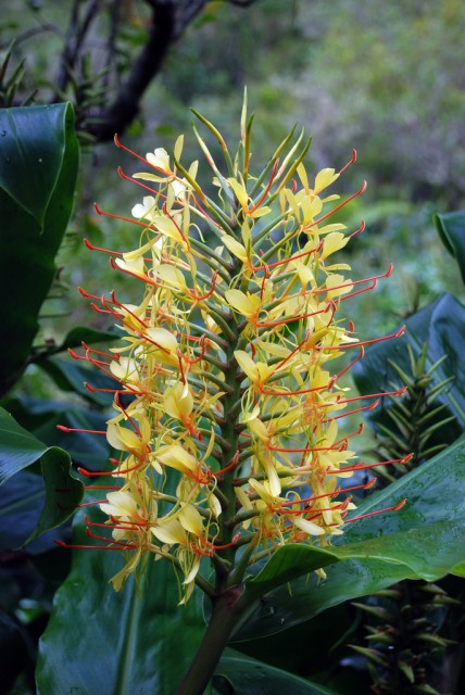 Hedychium gardnerianum..jpg