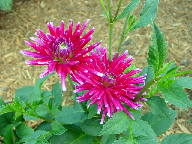 dahlia 5.jpg