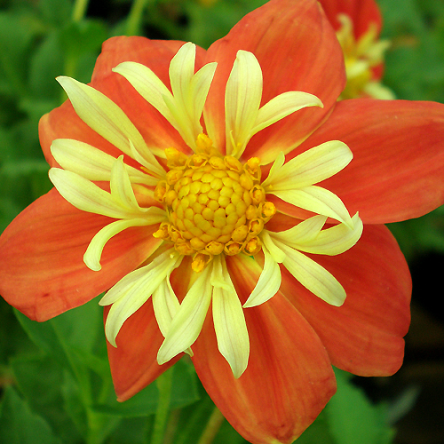 dahlia in Buin Chile.jpg