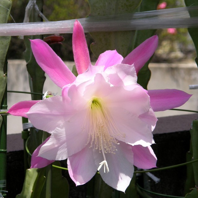 orchid cactus.jpg