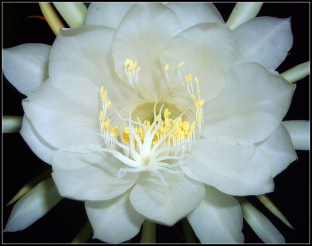 Wijaya kusuma  Epiphyllum anguliger.jpg