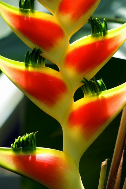 Heliconia wagneriana豔黃郝蕉.jpg