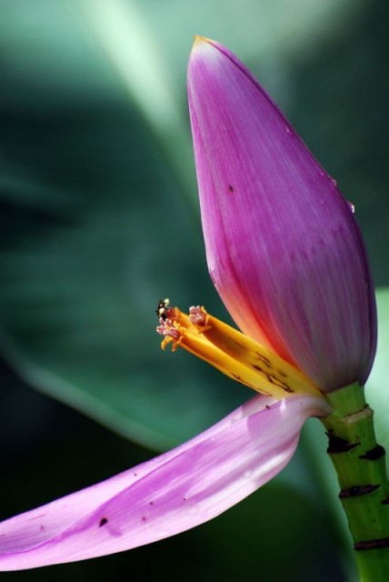 Musa Ornata, Flower of the Banana tree.jpg