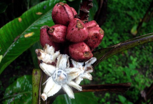 Musa velutina. Velvet banana..jpg