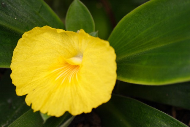 Costus spectabilis.jpg