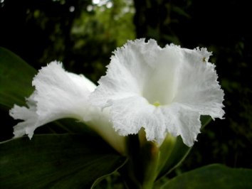 costus 閉鞘薑.jpg