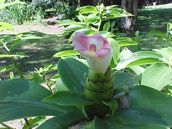 Costus_guanaiensis.jpg