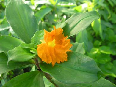 Costus-cuspidatus.jpg