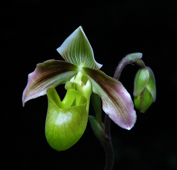 Paphiopedilum_violascens.jpg