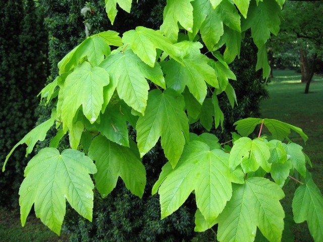 Acer pseudoplatanus Worley.jpg