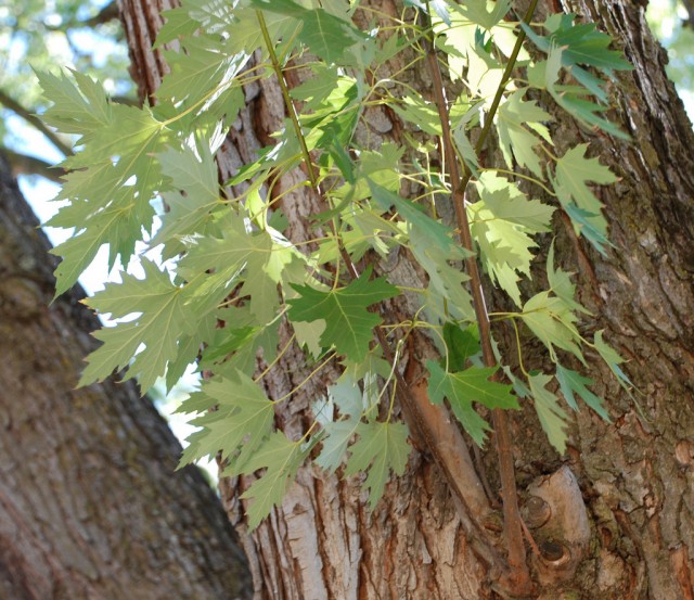 Acer saccharinum.jpg