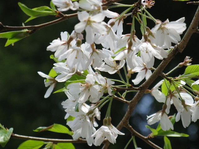 800px-Prunus_pendula_f_ascendens1枝垂櫻.jpg