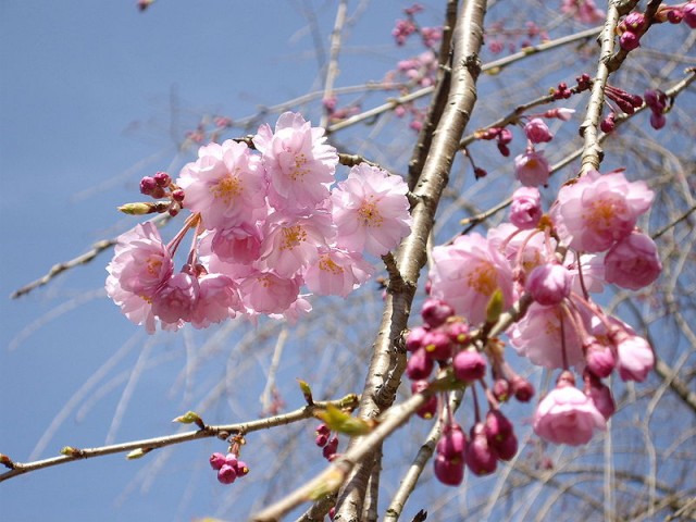 800px-Prunus_Pendula枝垂櫻2.jpg