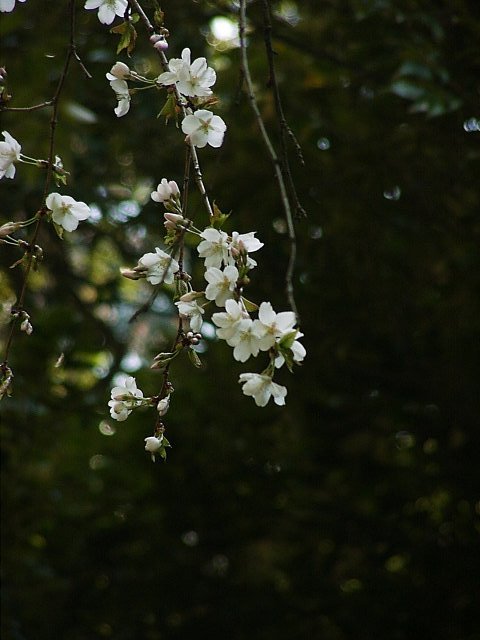 Cerasus incisa f. urceolata 大花豆櫻.jpg
