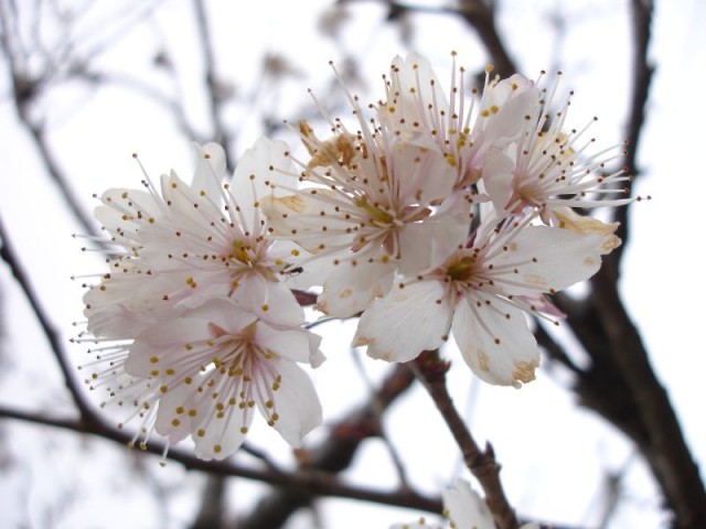 Prunus nipponica var. kurilensis千島櫻.jpg