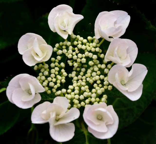Hortensia - Hydrangea - Hydrangea macrophylla.jpg