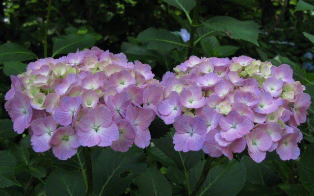 Hydrangea  紫陽花.jpg