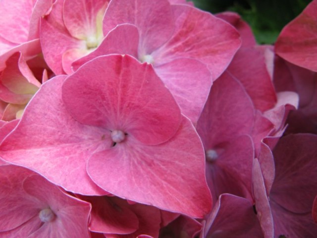 Hydrangea macrophylla 'Forever Pink'.jpg