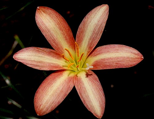 rain lily 44.jpg