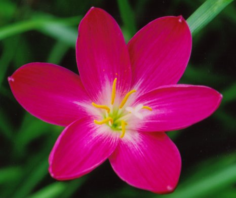 rain lily 162.jpg