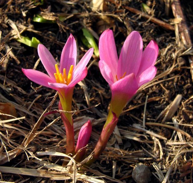 Zephyranthes_verecunda.jpg