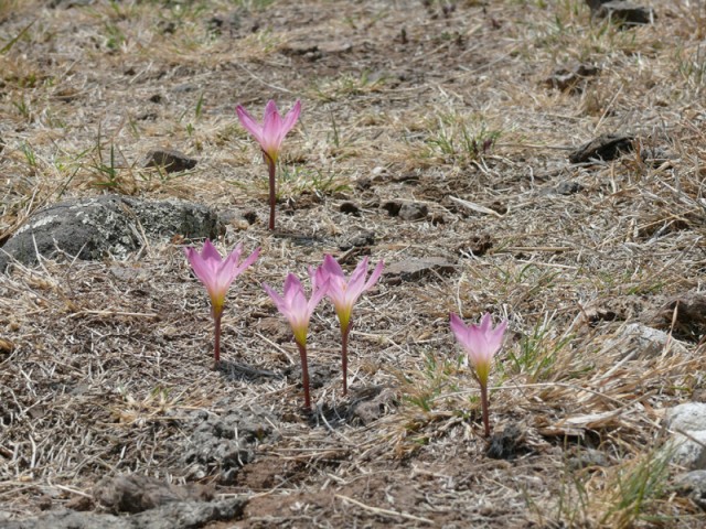 zephyranthes_fosteri1.jpg