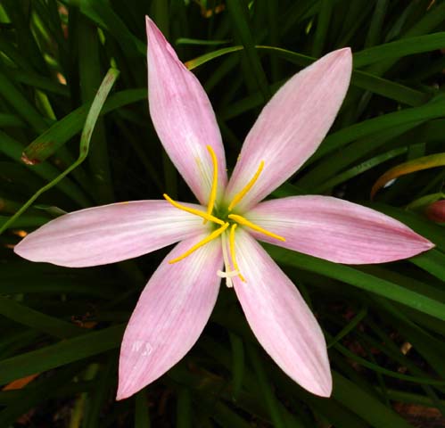 Zephyranthes_ElCielo.jpg