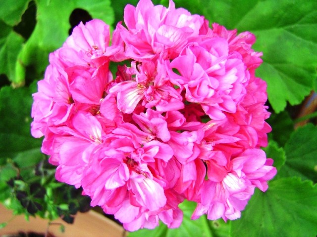 Geranium3.jpg