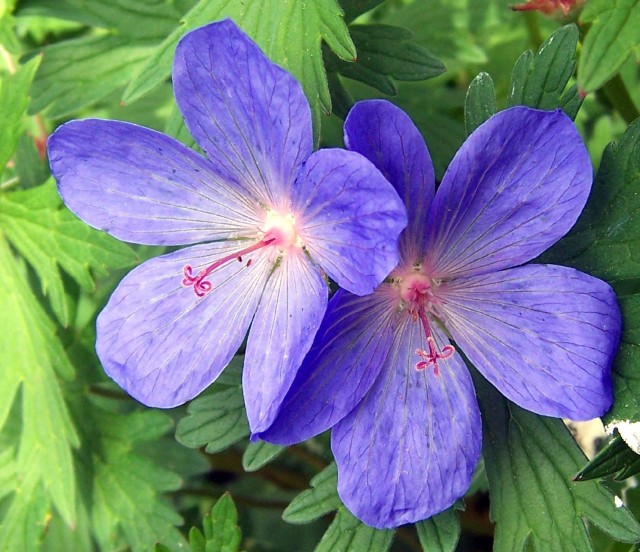 geranium Johnson's blue.jpg