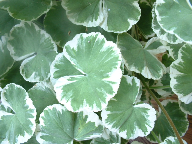 Geranium Leaves.jpg